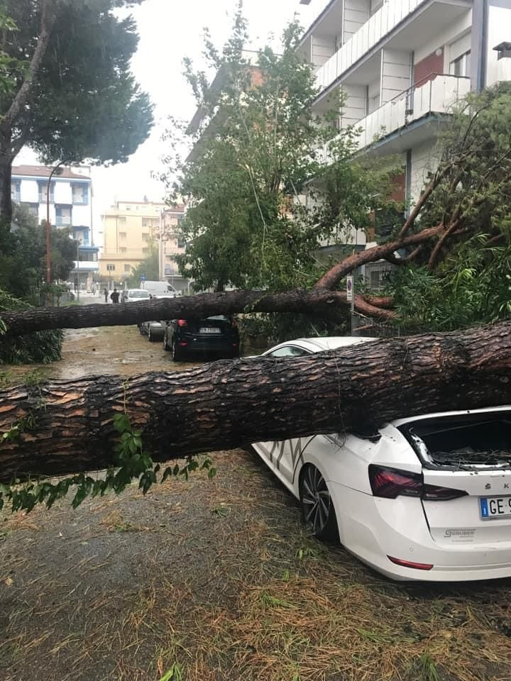 A tree fallen on a car

Description automatically generated with low confidence